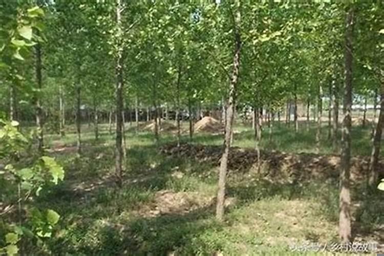 祖坟栽树有什么讲究