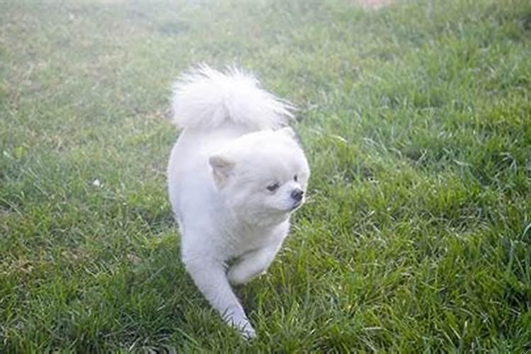 梦见大白狗咬我是什么意思呢