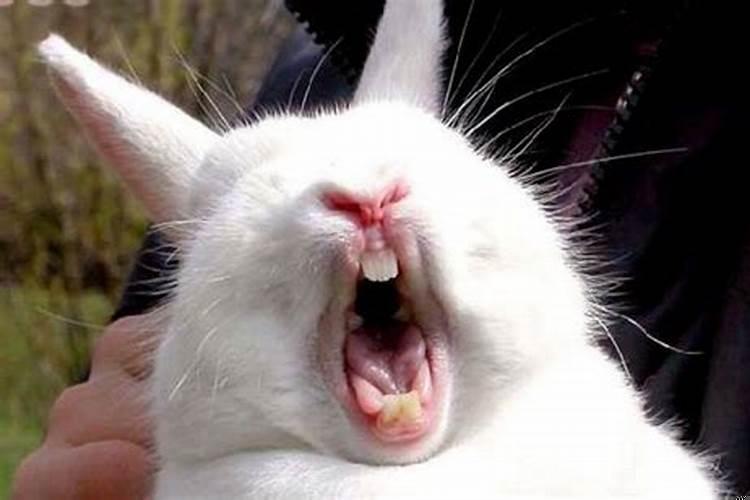 兔子急了会咬人是什么意思