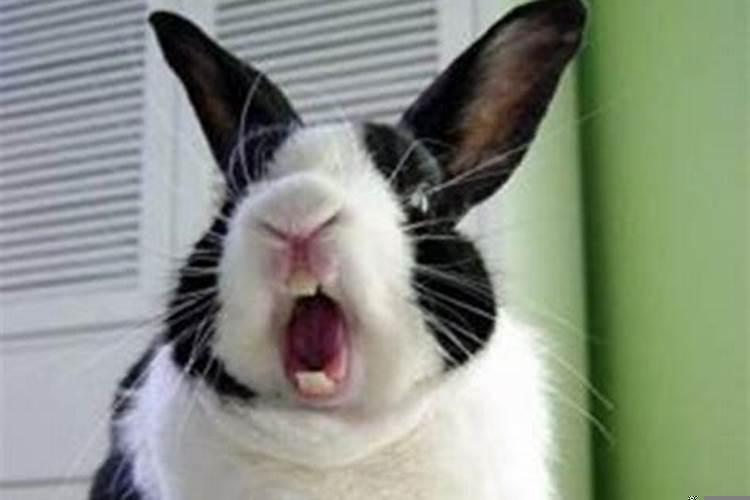 兔子急了会咬人是什么意思