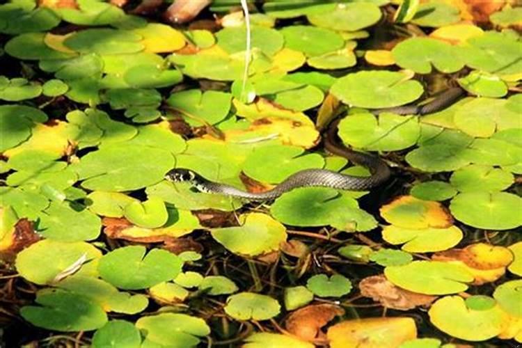 周公解梦梦见蛇是好事还是坏事