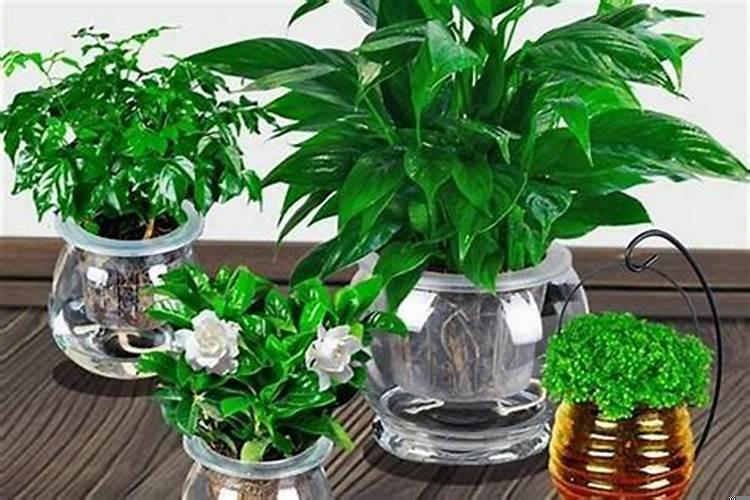 什么花有助于事业运