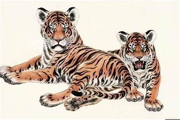 生肖属虎的人命运好不好