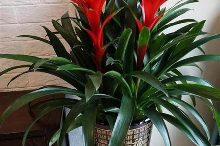 适合放在卧室的旺财的植物