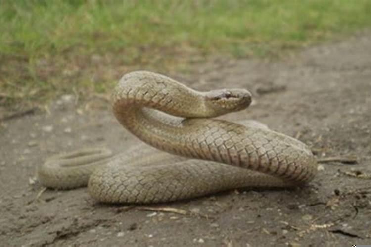 周公解梦梦见蛇是好事还是坏事