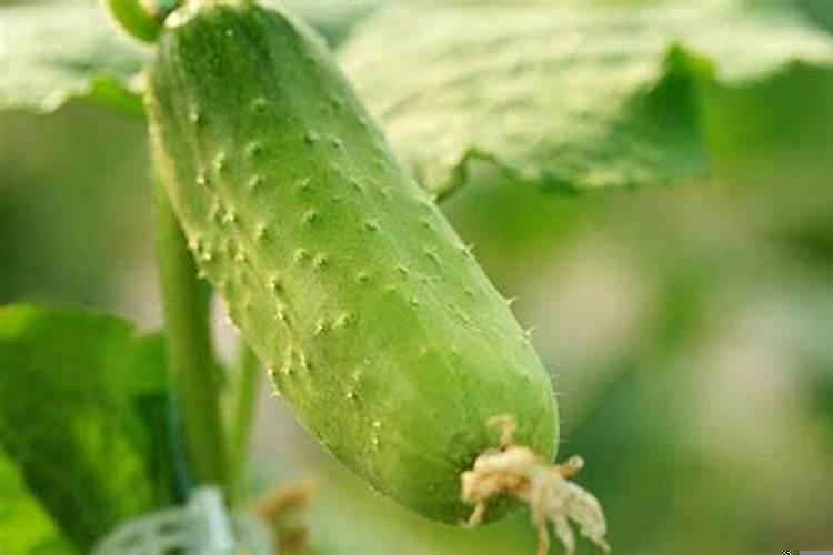 梦见黄瓜什么意思?