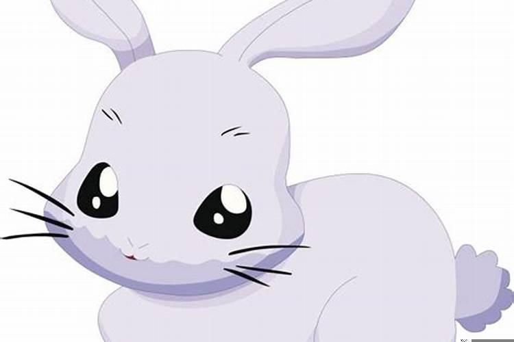 请问属兔的今年多大了