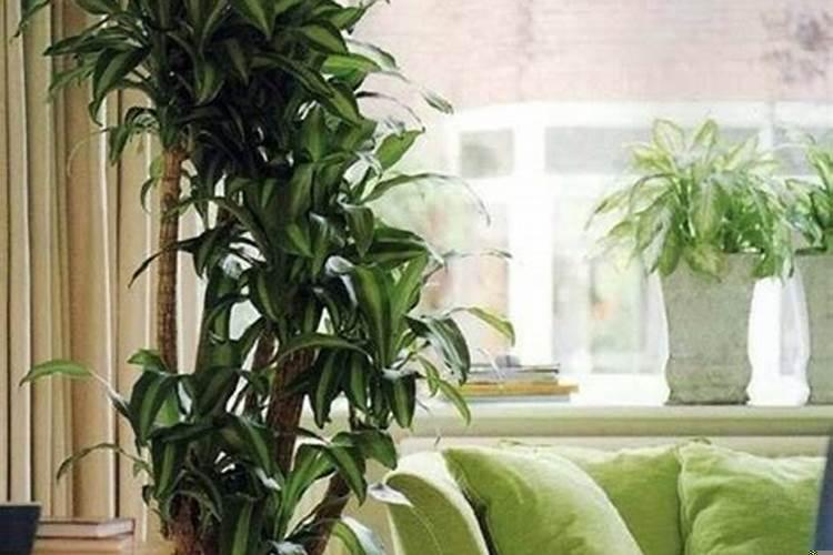 本命年摆件放哪里比较好