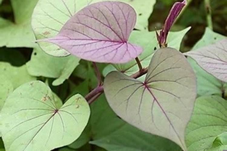 梦见看见红薯是什么意思