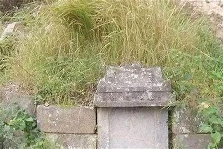 坟前长梧桐树好不好