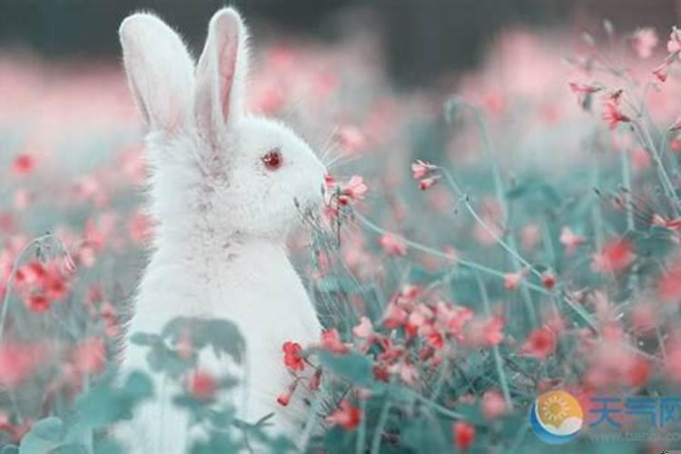 请问属兔的今年多大了