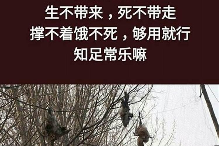 金钱乃身外物是什么肖