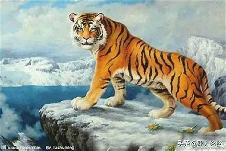 虎和猴的属相合不合姐妹关系