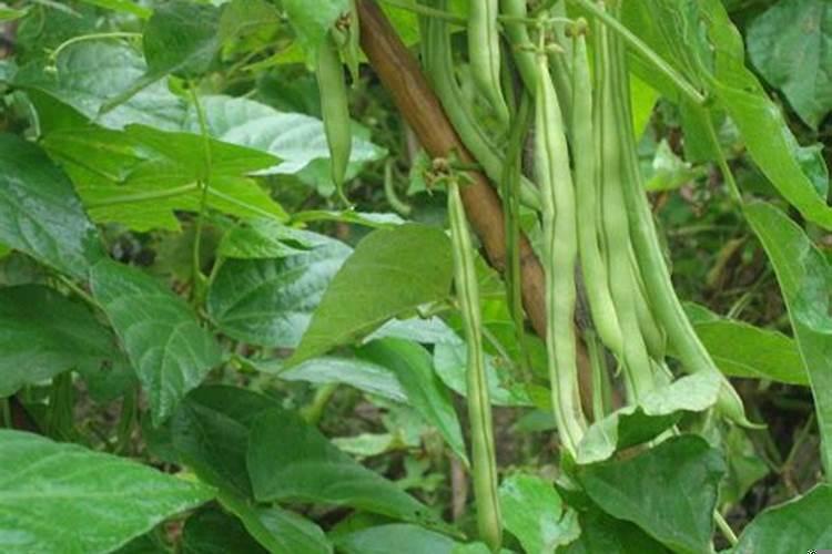 这个植物是豆角