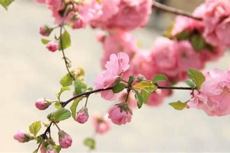 2021下半年好桃花的星座女