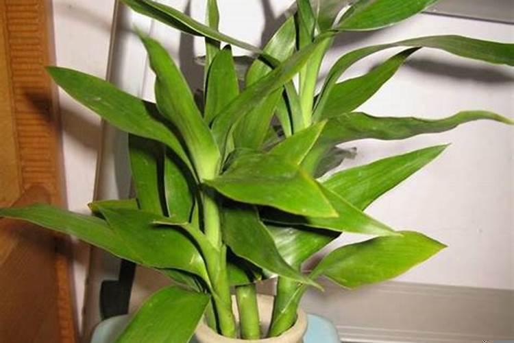 入户门放富贵竹可以吗