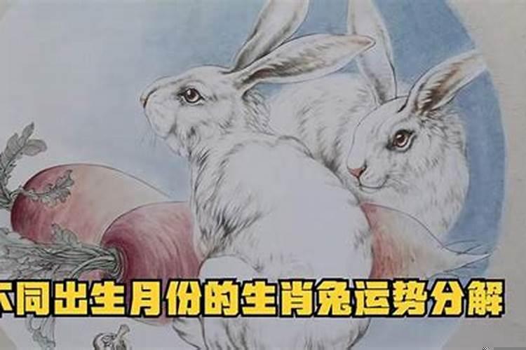 生肖卯兔的运势