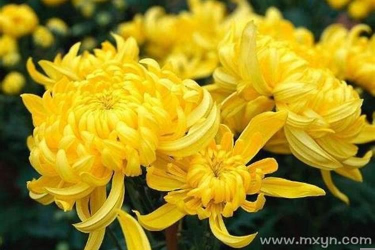 梦见菊花啥意思