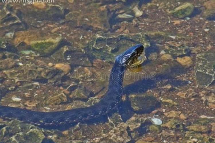 梦见水里面有蛇代表什么