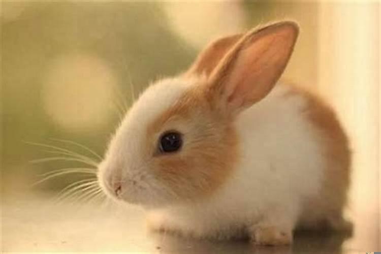 属兔和什么属相做生意和财运好