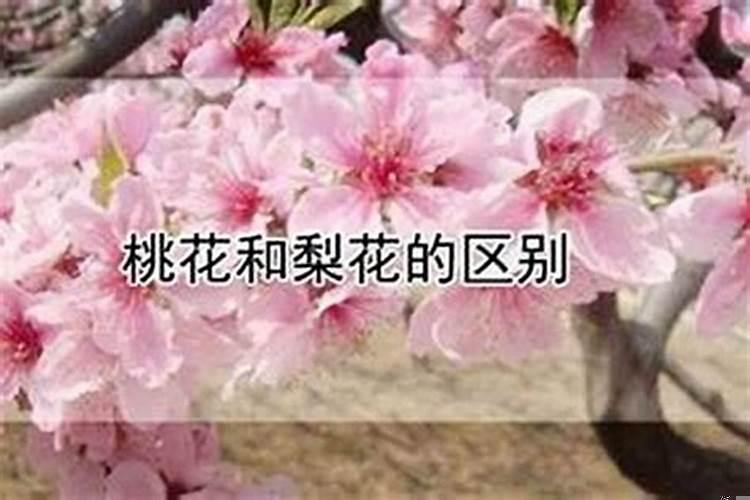 桃花运的八字看什么