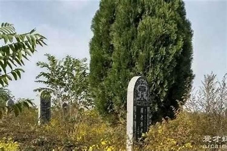 祖坟放啥最生财