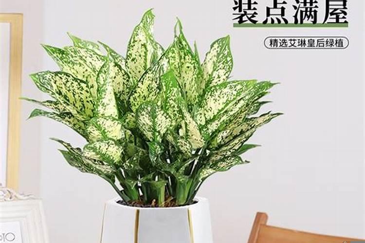 新房子适合摆放什么植物