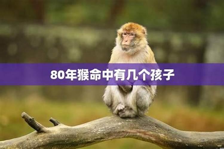 80年猴今年运程