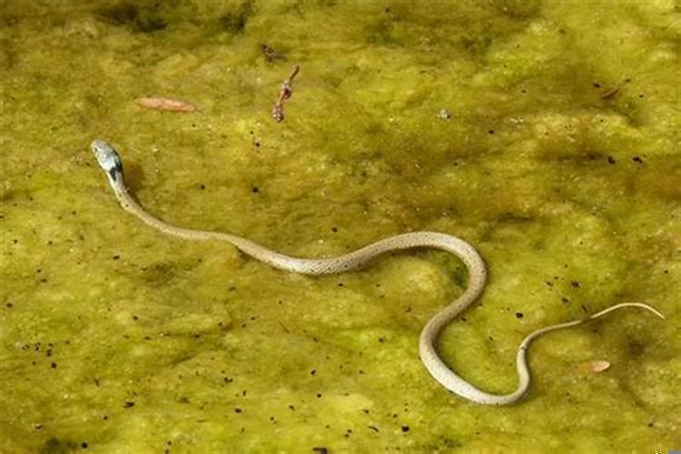 梦见水里面有蛇代表什么