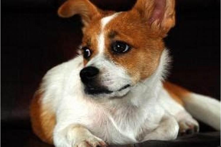 属狗的本命结婚了好不好