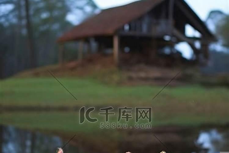 一头猪和一只老鼠是什么字