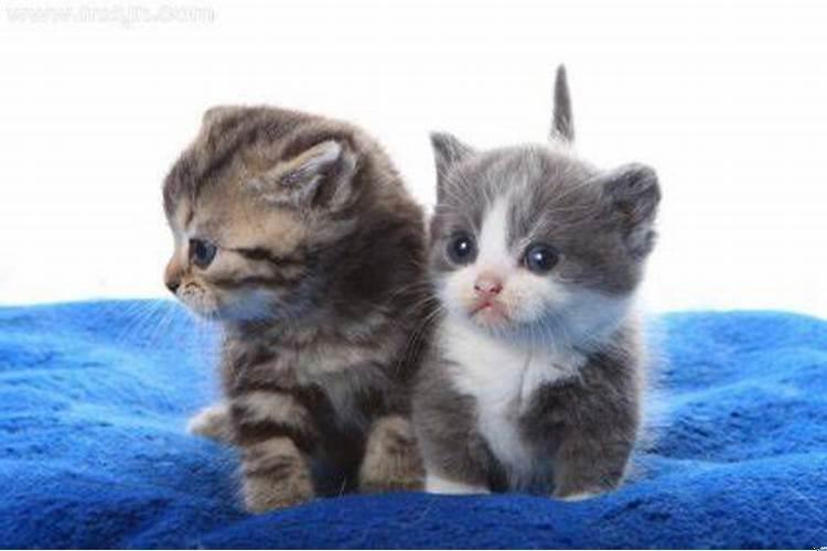 梦见小奶猫有什么征兆解梦