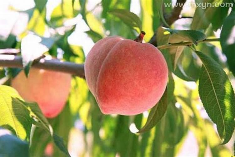 怀孕梦到桃子什么意思