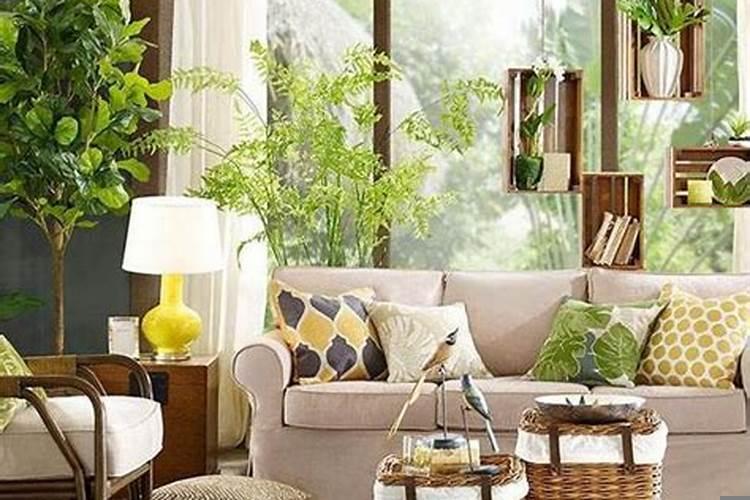 新房子适合摆放什么植物