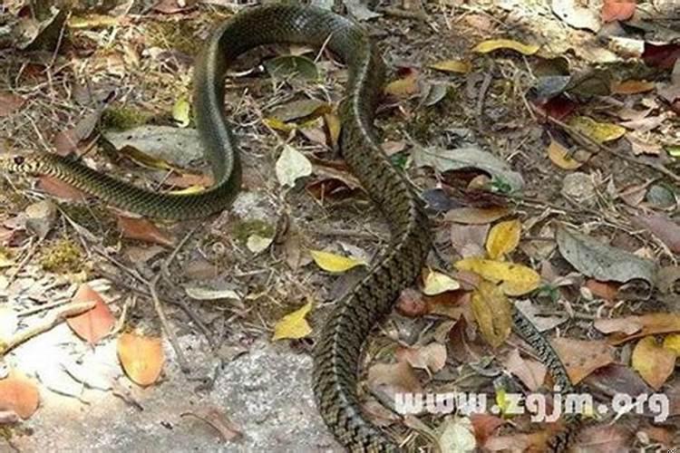 梦到被蛇追着咬了