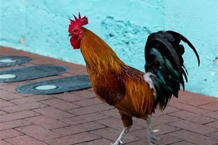 属鸡的人脾气性格怎么样