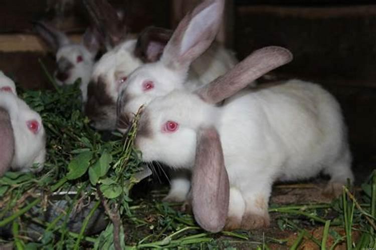 属相间的相生相克