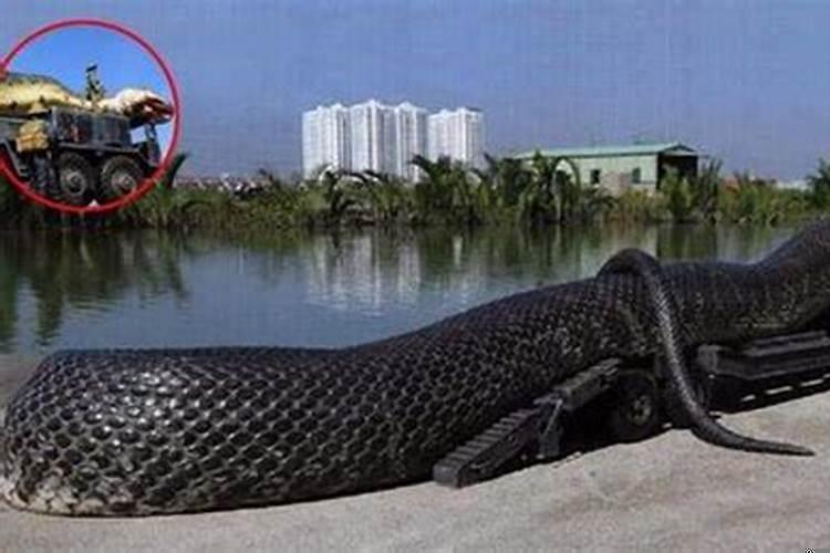 梦见菊花啥意思