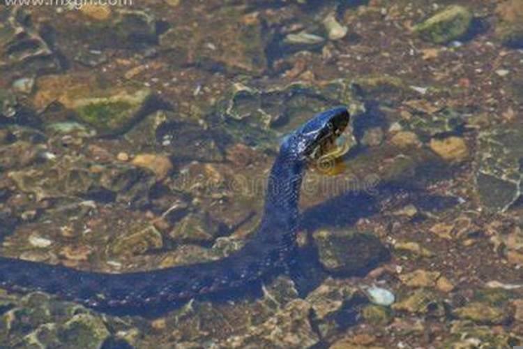 梦见水里面有蛇代表什么