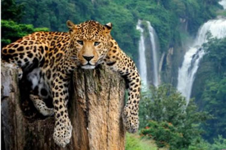 梦见豹子是什么预兆