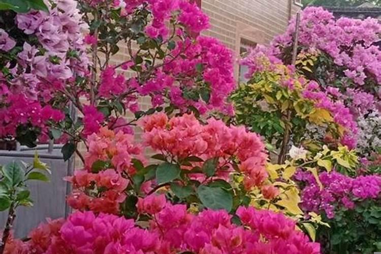 比较吉祥的花有哪些