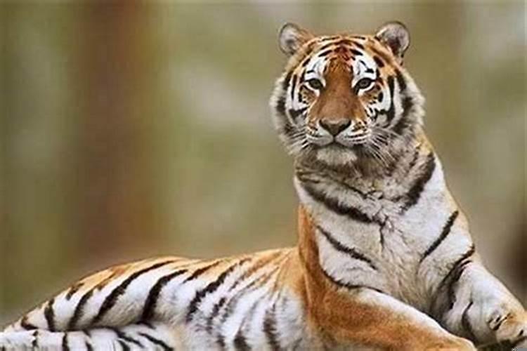 1998年属虎和属虎的婚姻好吗