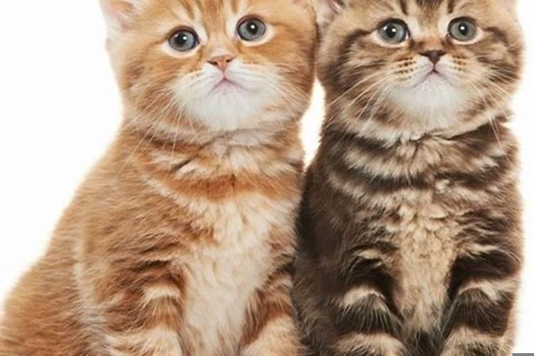 梦见小奶猫有什么征兆解梦