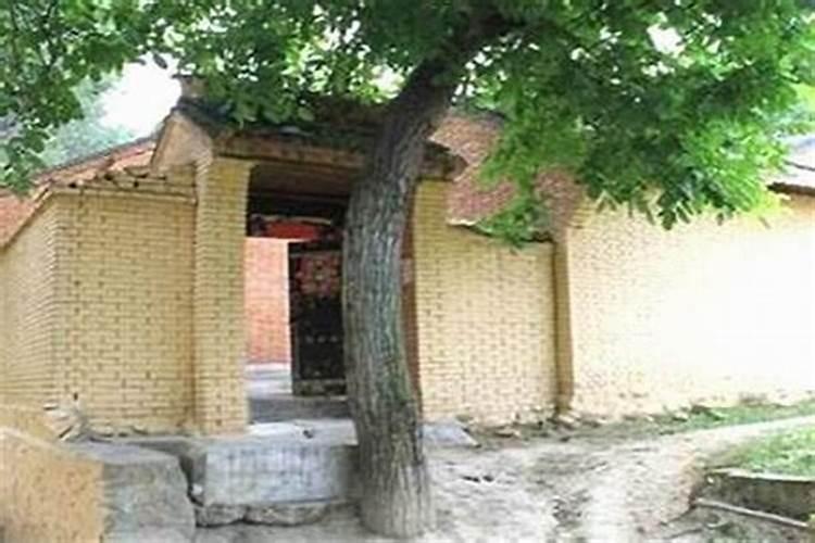 院子里正对大门口栽什么花