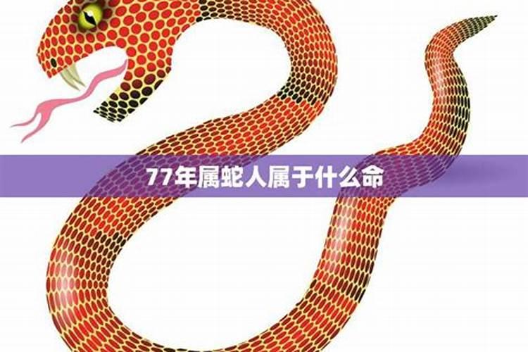77年属蛇人晚年命运