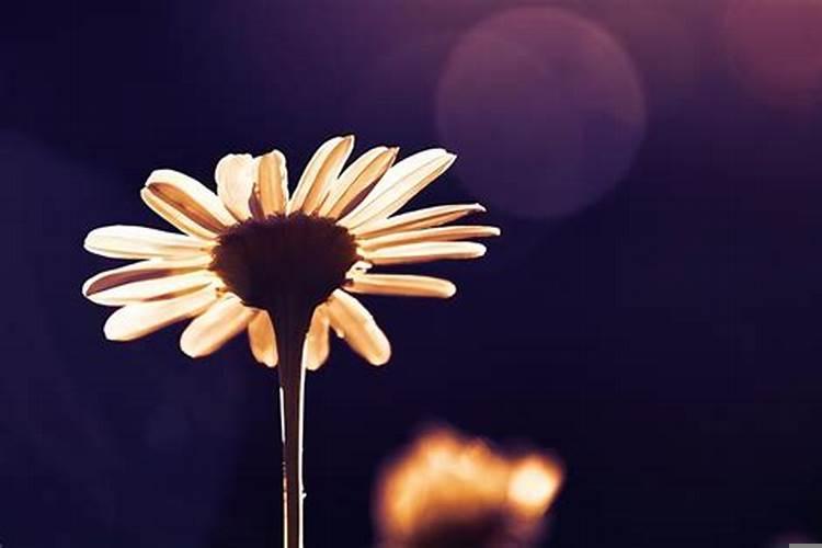 什么叫命运的安排