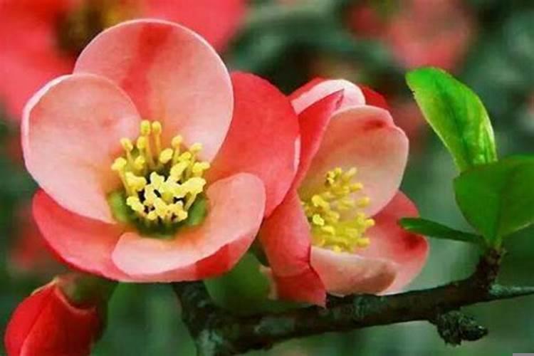 比较吉祥的花有哪些