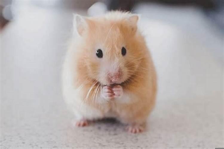 鼠是鼠的贵人吗