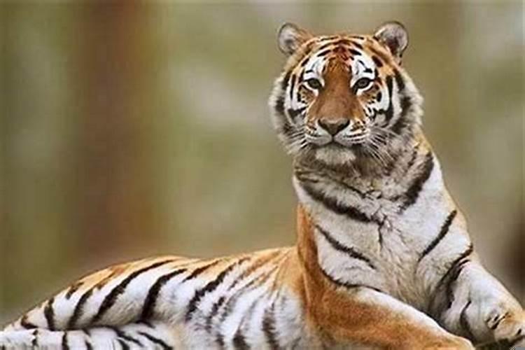 属虎的1998今年桃花运