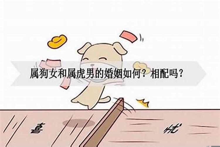 男虎和女狗配婚姻好不好